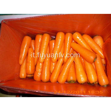 Inizio della carota di Shandong fresco
